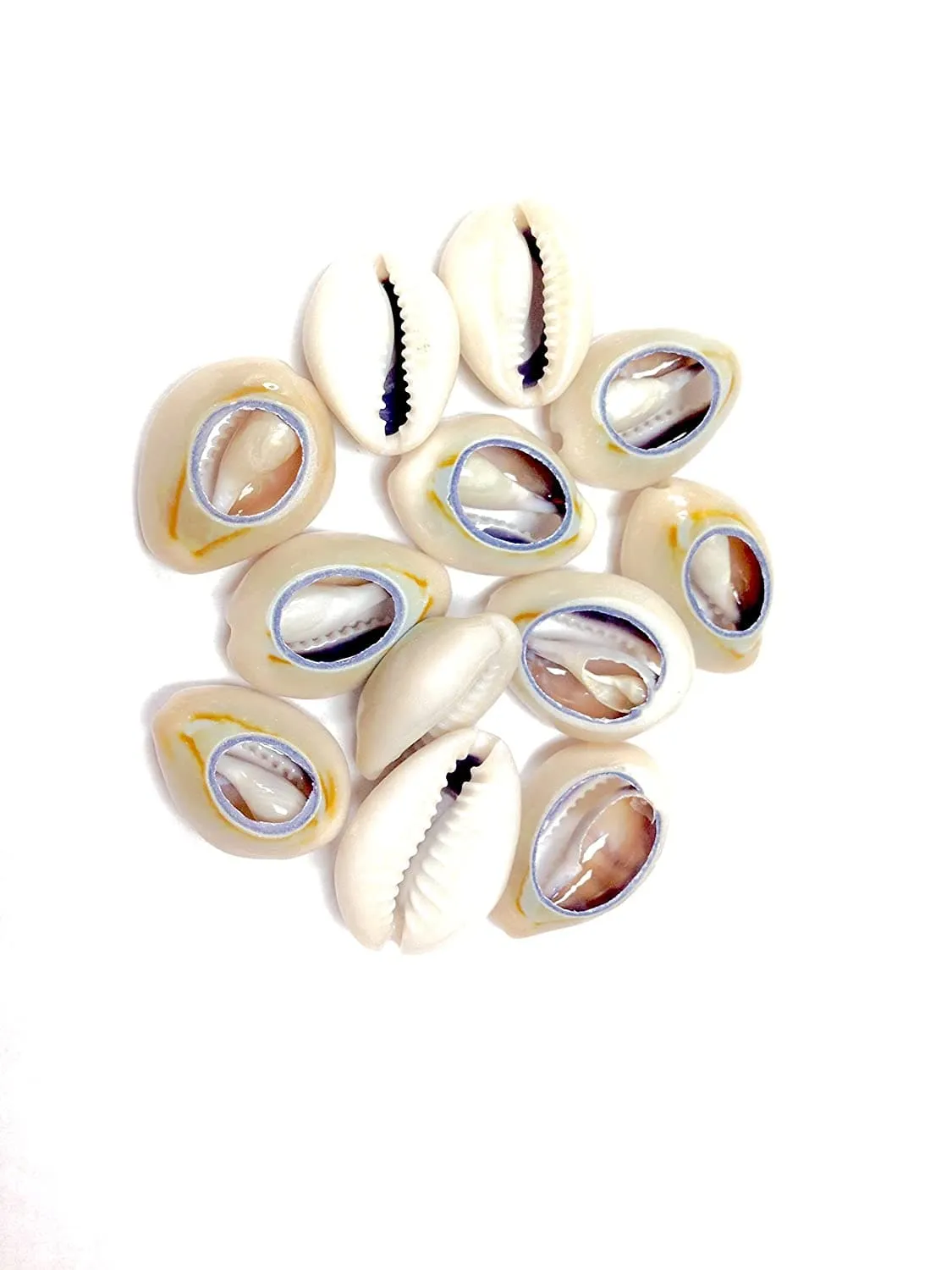 180 Shell Beads - Small #12532