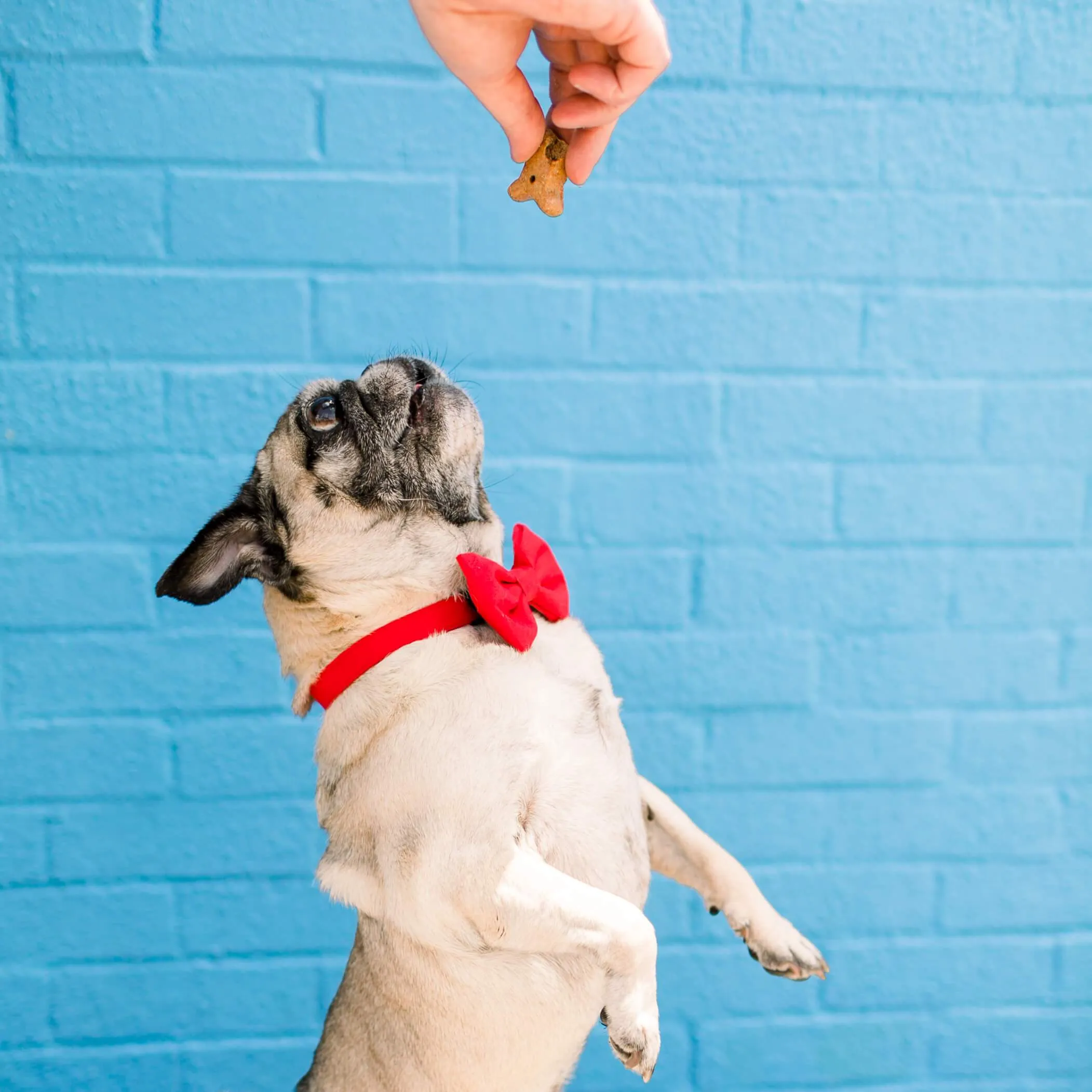 Ruby Dog Bow Tie