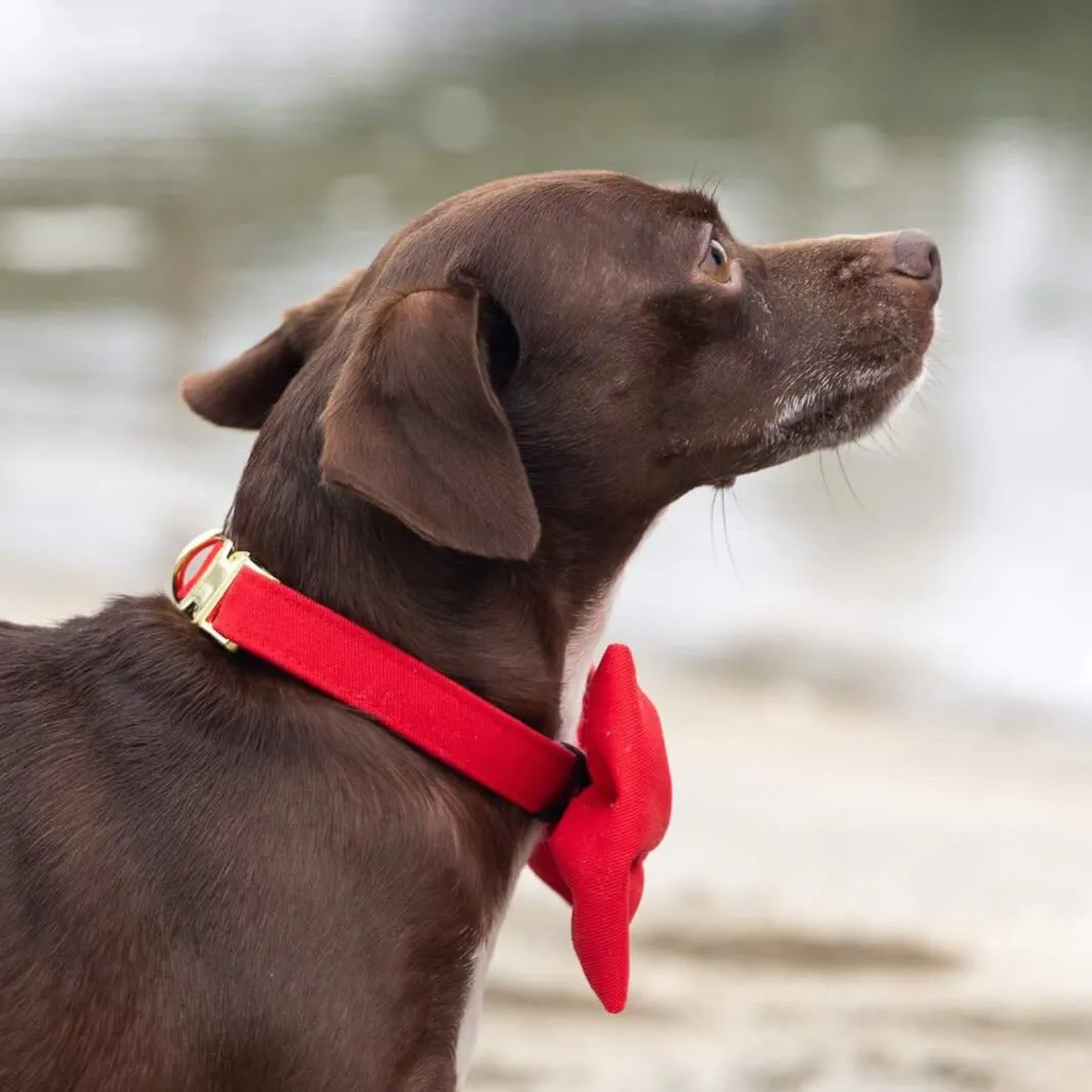 Ruby Dog Bow Tie