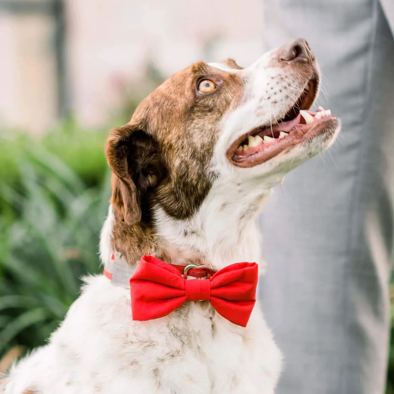 Ruby Dog Bow Tie