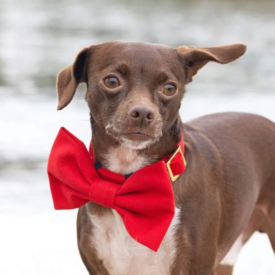 Ruby Dog Bow Tie